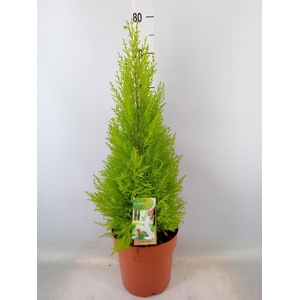 Cupressus macro. 'Goldcrest Wilma'