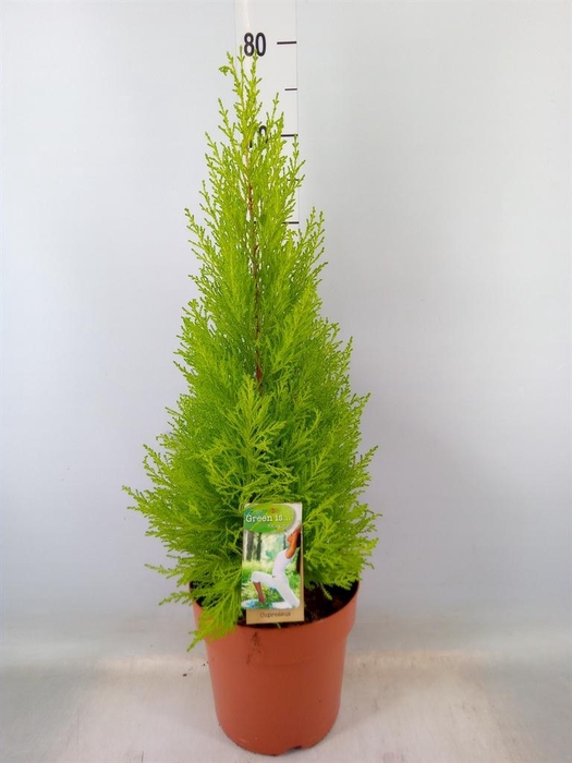 <h4>Cupressus macro. 'Goldcrest Wilma'</h4>