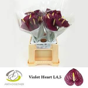 Anthurium Violet Heart