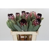 Protea African Didi