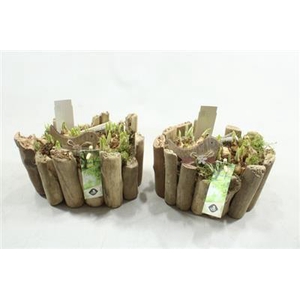 1304 HOUT STAM OVAAL