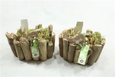 <h4>1304 HOUT STAM OVAAL</h4>