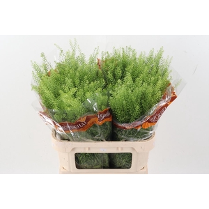 Lep Ru Green Bell 45 gram