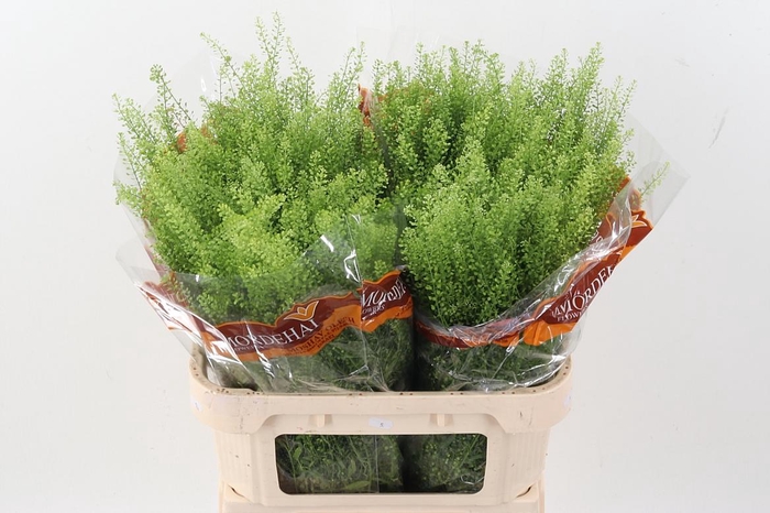 <h4>Lep Ru Green Bell 45 gram</h4>