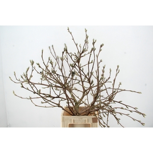 MAGNOLIA SOULANGEANA TOEF 100CM