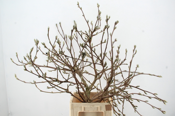 <h4>MAGNOLIA SOULANGEANA TOEF 100CM</h4>