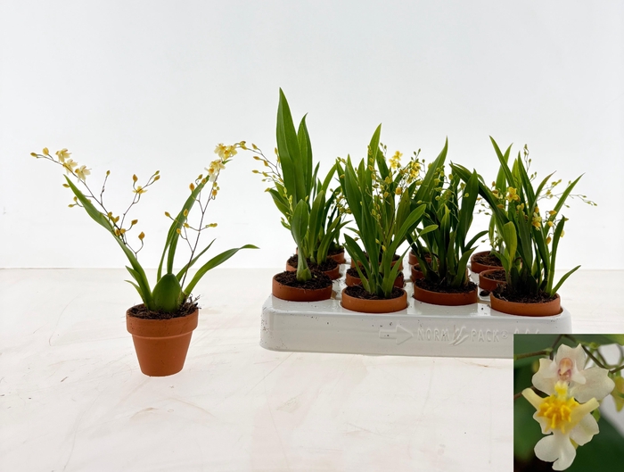 <h4>ONCIDIUM OV</h4>