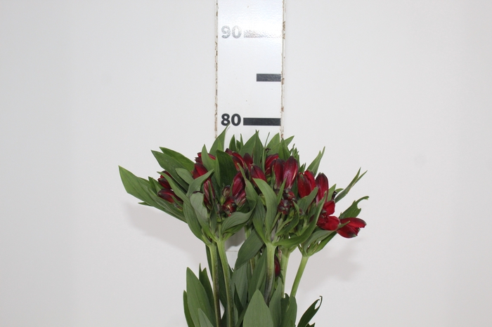 <h4>ALSTROEMERIA MERLOT 080 CM VERMELHO</h4>