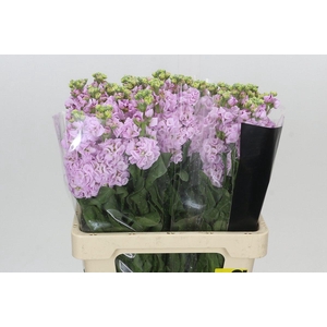 Matthiola Iron Cherry Blossom