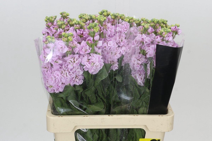 <h4>Matthiola Iron Cherry Blossom</h4>