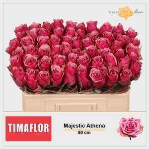 R GR MAJESTIC ATHENA