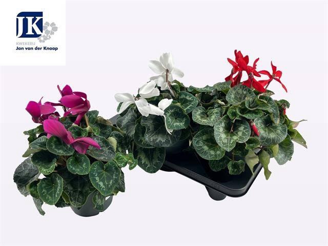 <h4>CYCL GR SUP MAMMOTH</h4>