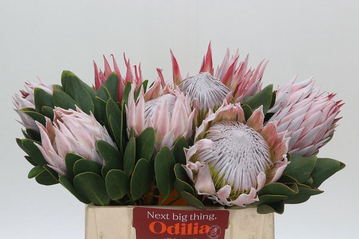 <h4>Protea Cynaroides</h4>