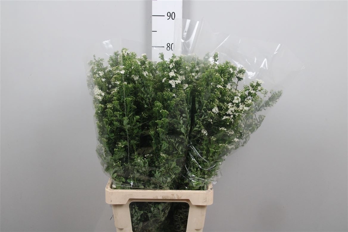 <h4>Spir Nip Snowmound</h4>