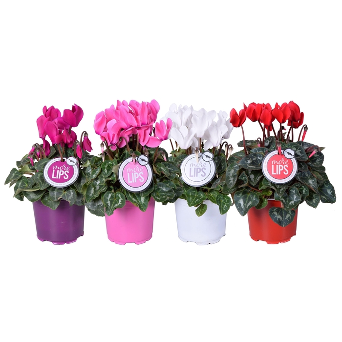 <h4>MoreLIPS® Cyclamen mix</h4>