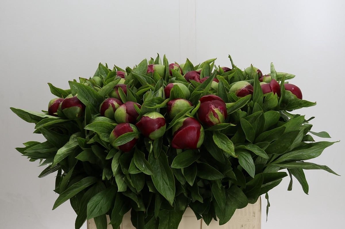 <h4>Paeonia Red Charm</h4>