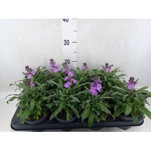 Erysimum linifolium 'Bowles Mauve'