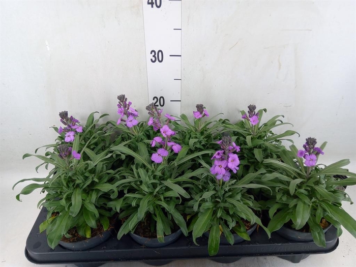 <h4>Erysimum linifolium 'Bowles Mauve'</h4>