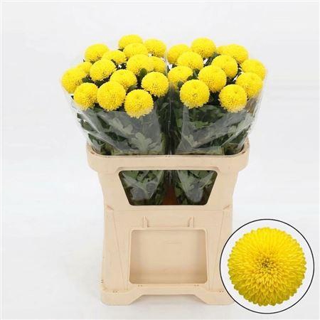 <h4>Chr G Pingpong Yellow</h4>