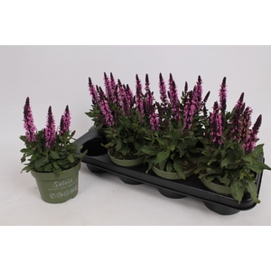 SALVIA S ROSE MARVEL