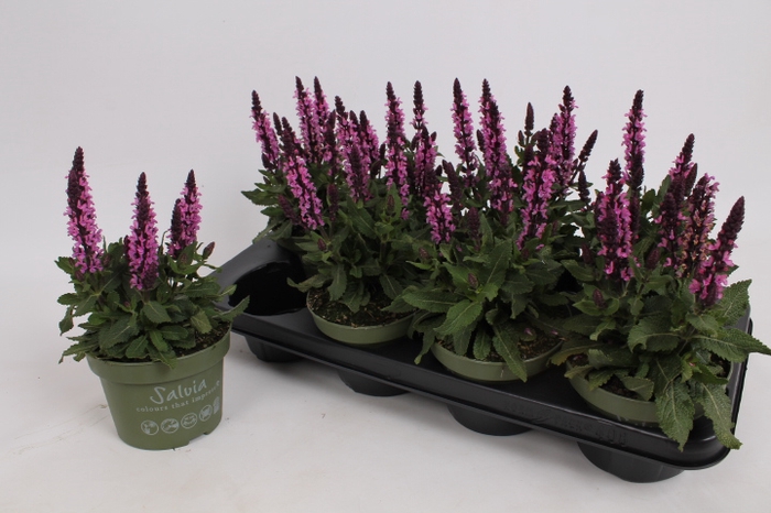 <h4>SALVIA S ROSE MARVEL</h4>
