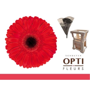 Gerbera Dynamic Water