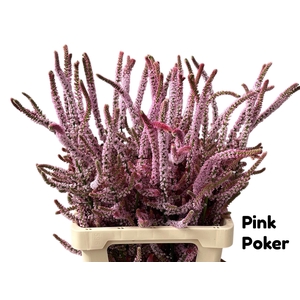 PSYLLIOSTACHYS SUWOR 070CM