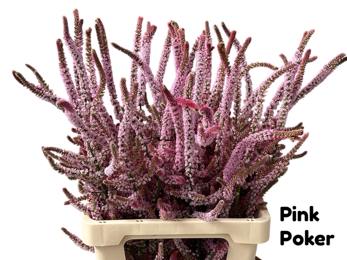 <h4>PSYLLIOSTACHYS SUWOR 070CM</h4>