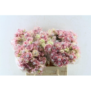 Blushing Brides Pink 2-5 40cm