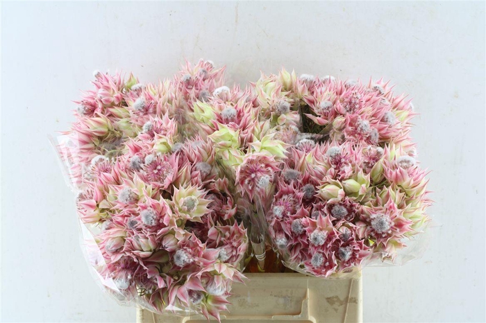 <h4>Blushing Brides Pink 2-5 40cm</h4>