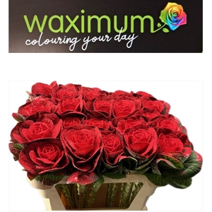 BRASSICA ROOD+GLITTER 70CM