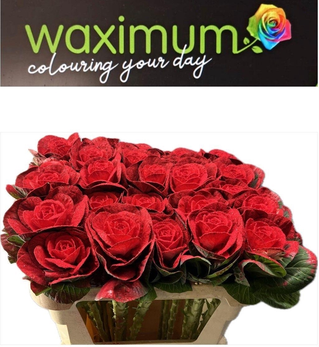 <h4>BRASSICA ROOD+GLITTER 70CM</h4>