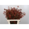 Rozenbottel Rosefruits Tops