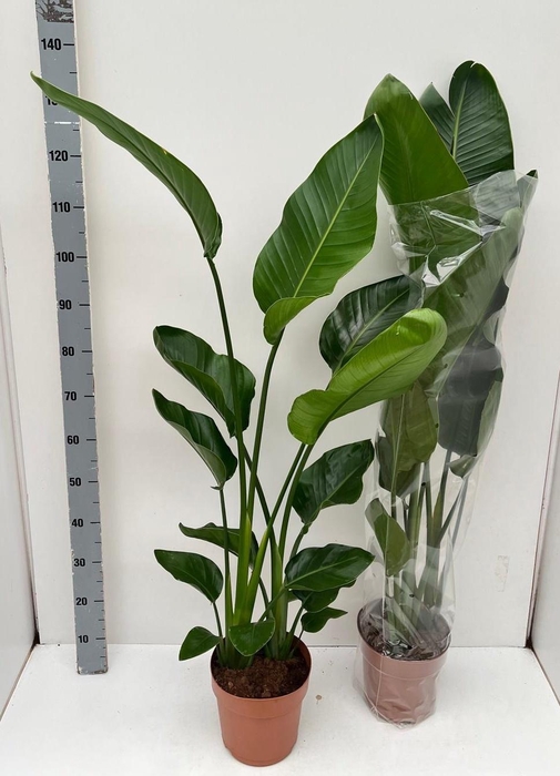 <h4>STRELITZIA NICOLAI</h4>