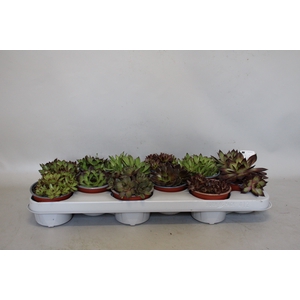 Sempervivum gemengd