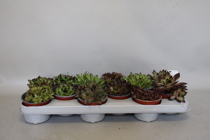 <h4>Sempervivum gemengd</h4>