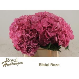 HYDR M ELBTAL RZ