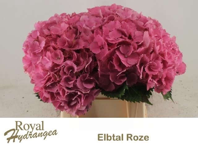<h4>HYDR M ELBTAL RZ</h4>