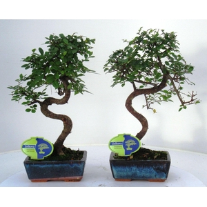 Zelkova parvifolia, 15cm., shape, without driptray