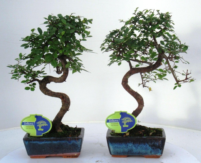 <h4>Zelkova parvifolia, 15cm., shape, without driptray</h4>