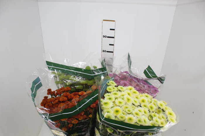 <h4>CRISANTEMO SANTINI VARIADO 080 CM</h4>