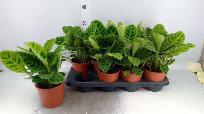 <h4>Calathea zebrina</h4>