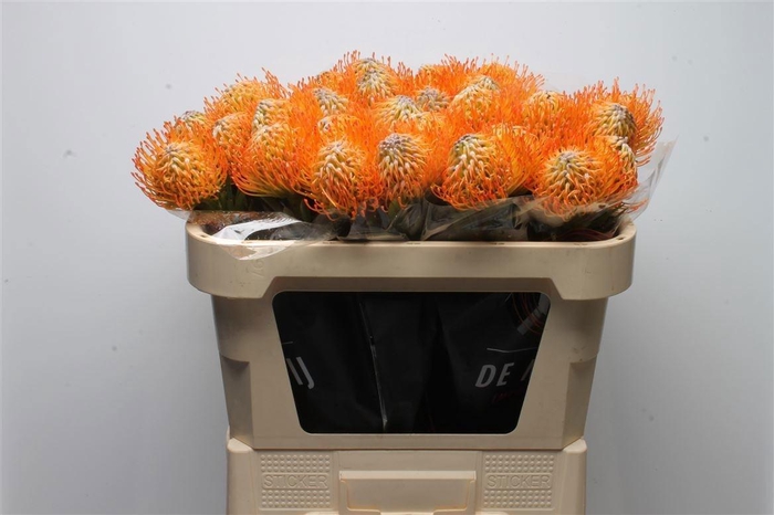 <h4>LEUCO AYOBA SUN</h4>