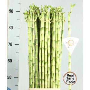 DRAC LUCKY BAMBOO