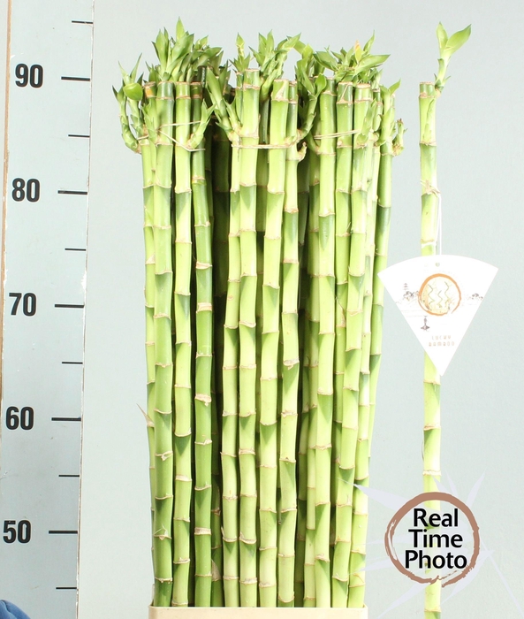 <h4>DRAC LUCKY BAMBOO</h4>