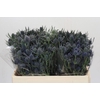 Eryngium Blue Dynamite