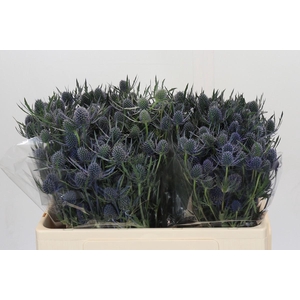 Eryngium Blue Dynamite