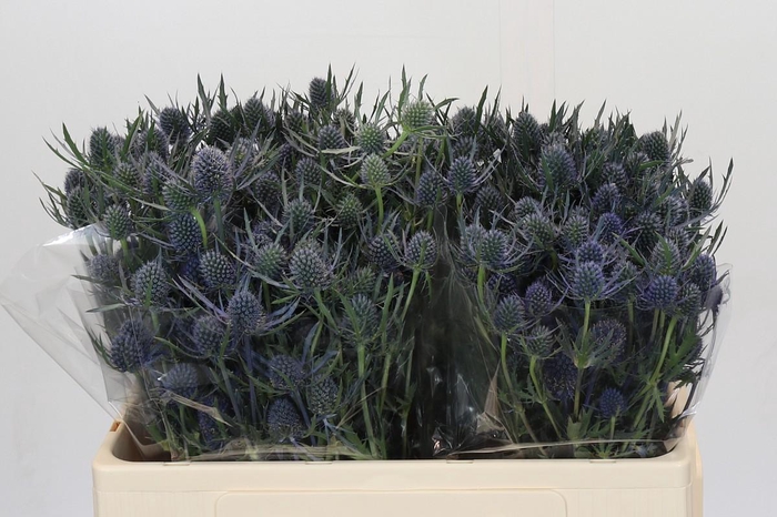 Eryngium Blue Dynamite