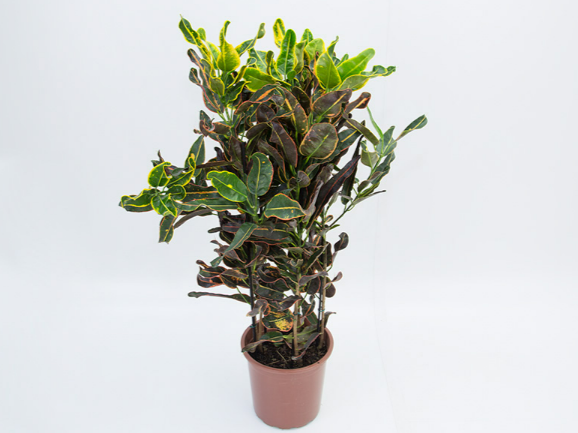 CROTON NEON P24