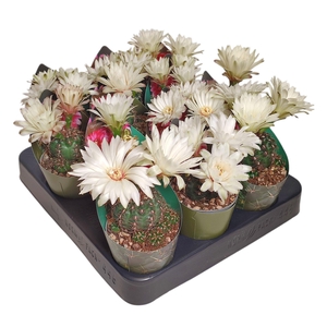 GYMNOCAL BALDIANUM